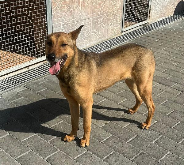 ULISSE LUPETTO Foto 6